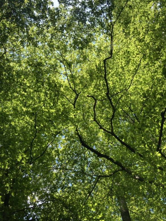 Mobirise